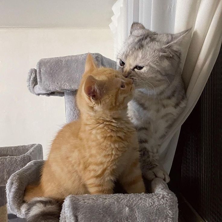 Hình ảnh 2 chú mèo hôn nhau siêu đẹp