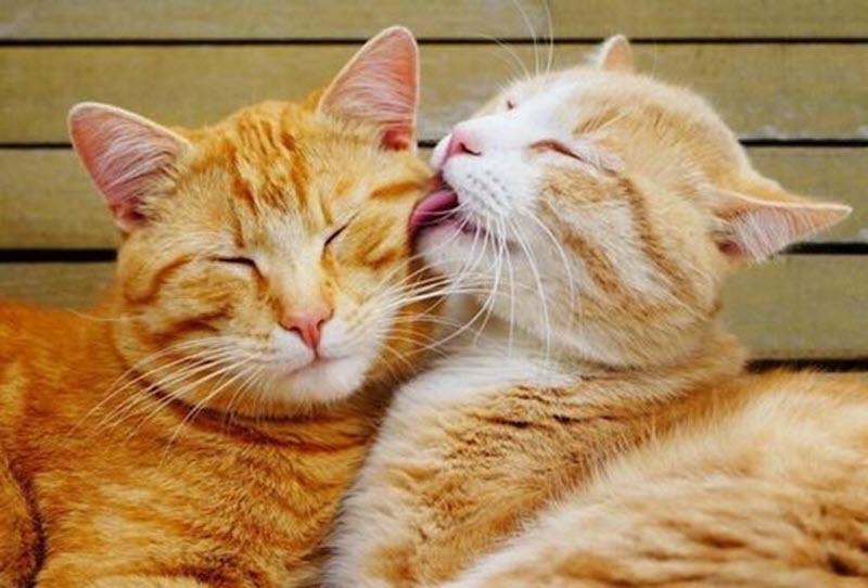 Hình ảnh 2 chú mèo hôn nhau tuyệt đẹp