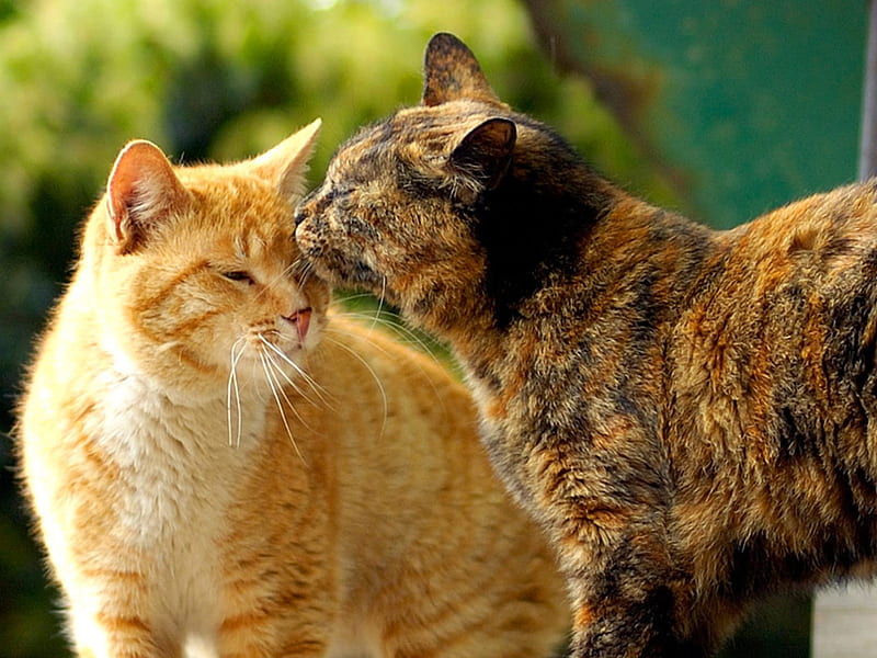 Hình ảnh 2 chú mèo hôn nhau