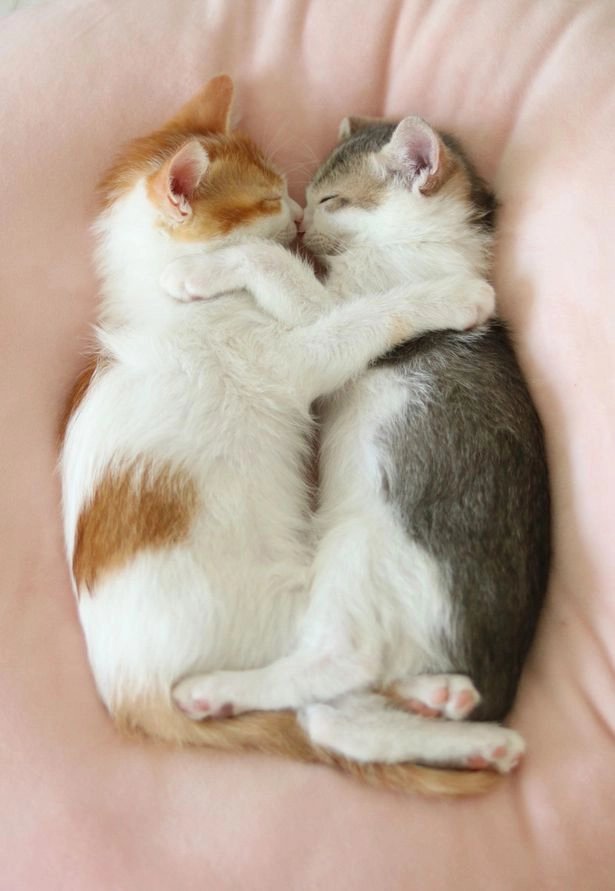 Hình hai chú mèo hôn nhau