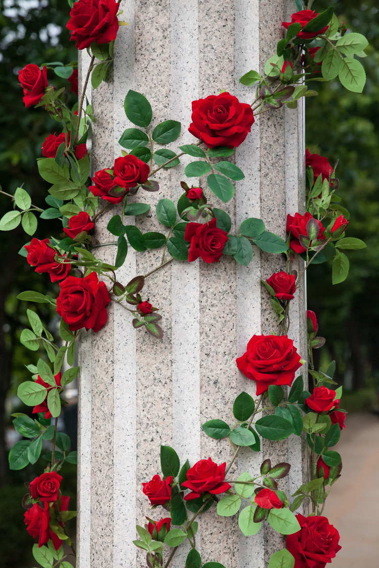 Hình nền hoa hồng nhung đẹp cho điện thoại
