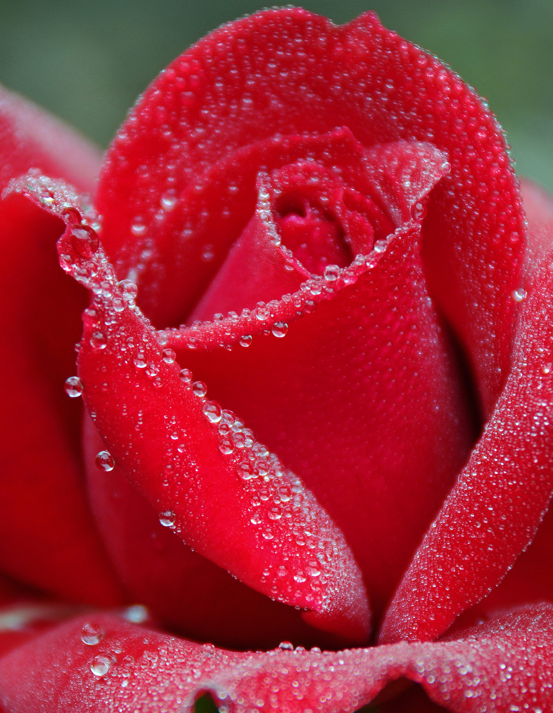 Hình nền hoa hồng nhung đẹp nhất cho điện thoại