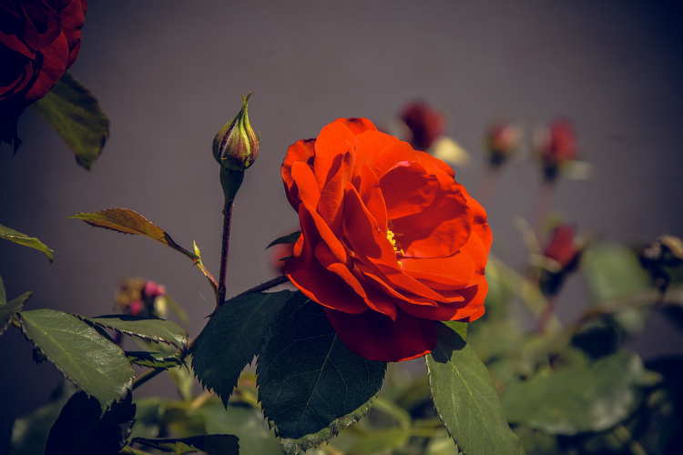 Hình nền hoa hồng nhung đẹp nhất