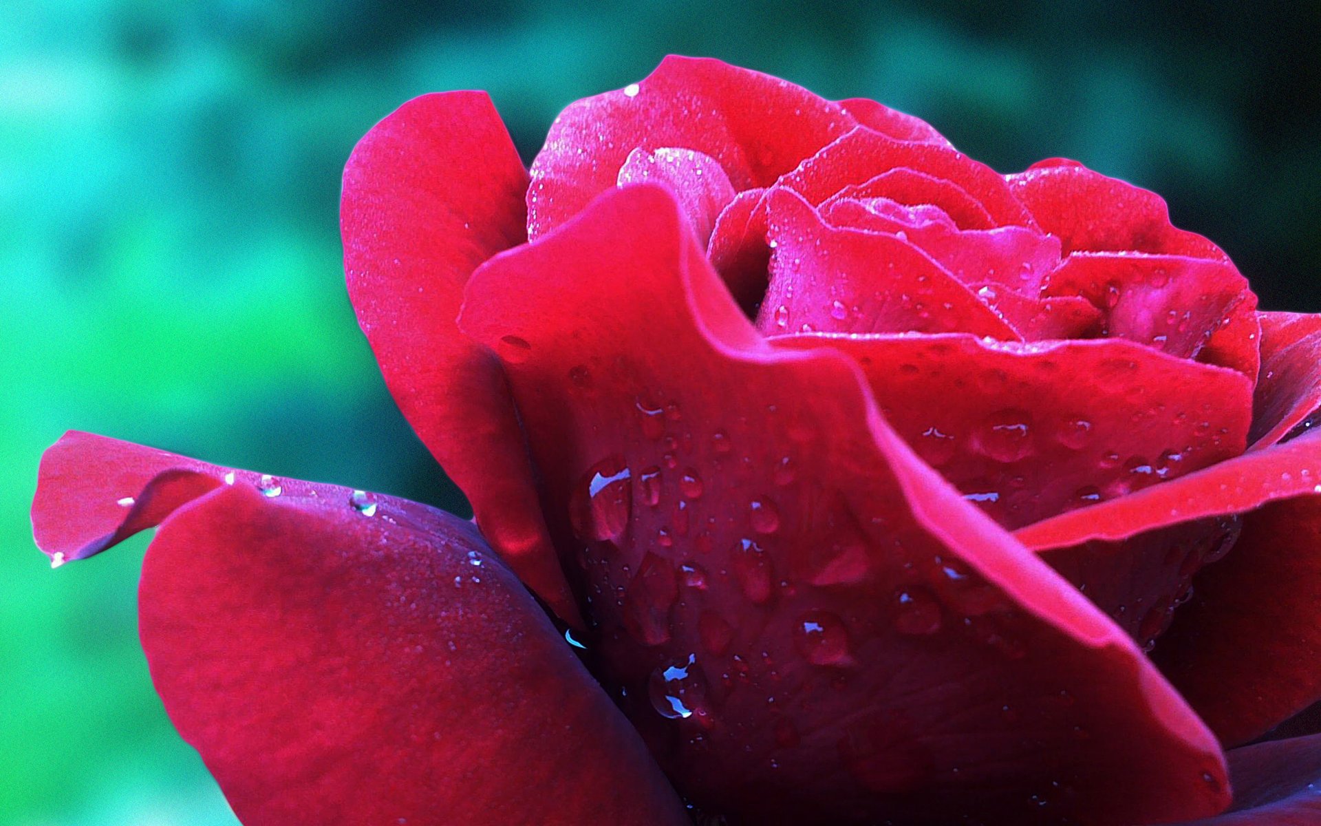 Hình nền hoa hồng nhung đẹp