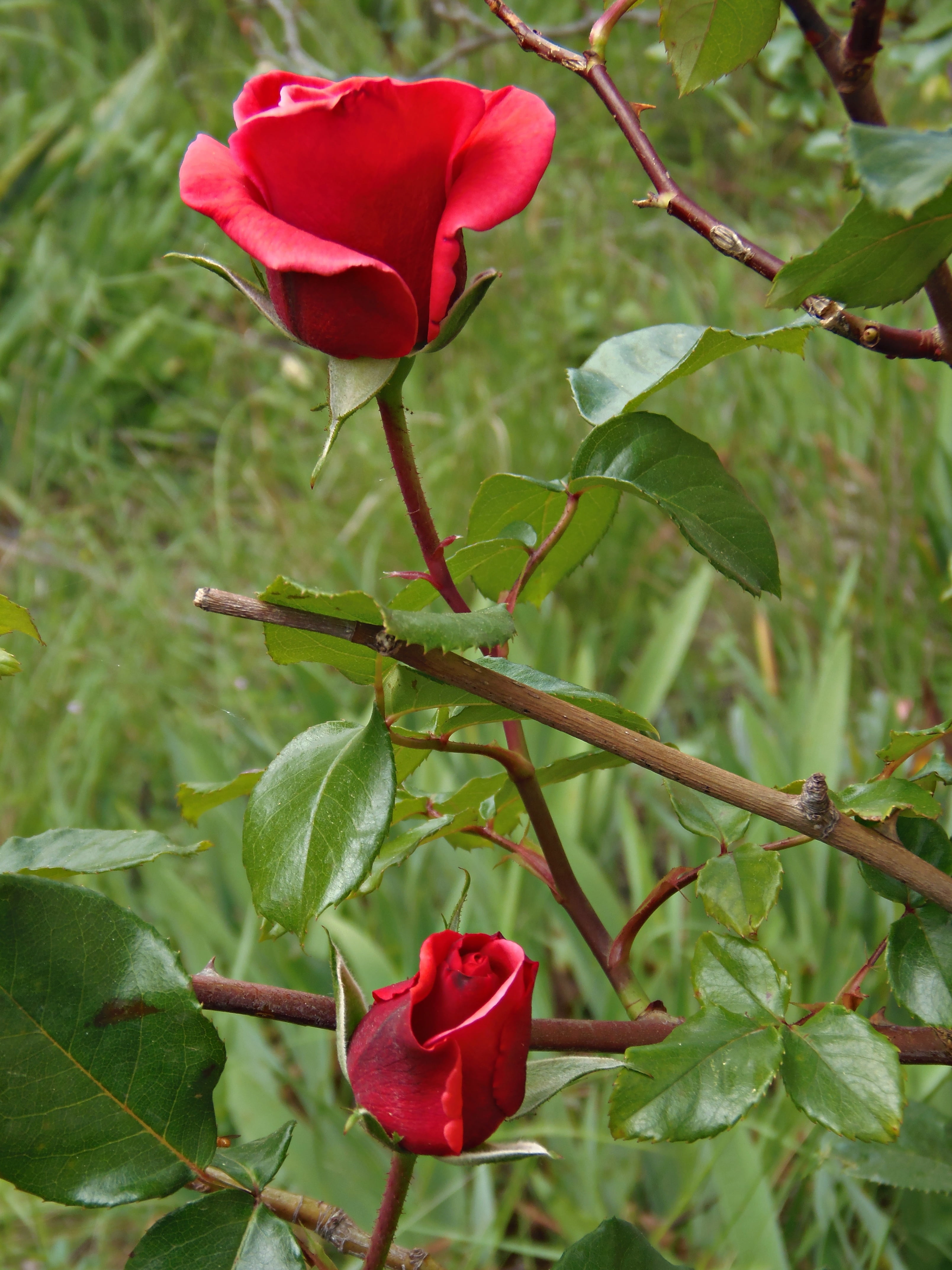 Hình nền hoa hồng nhung siêu đẹp cho điện thoại