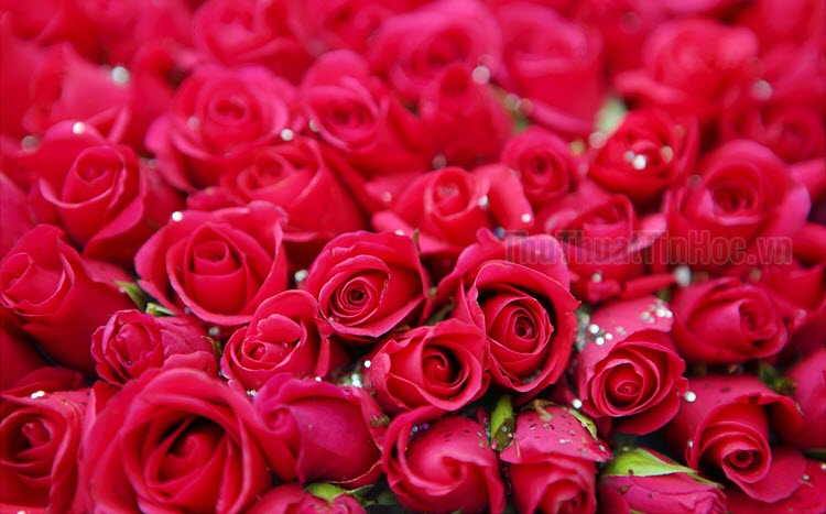 Hình nền hoa hồng nhung tuyệt đẹp
