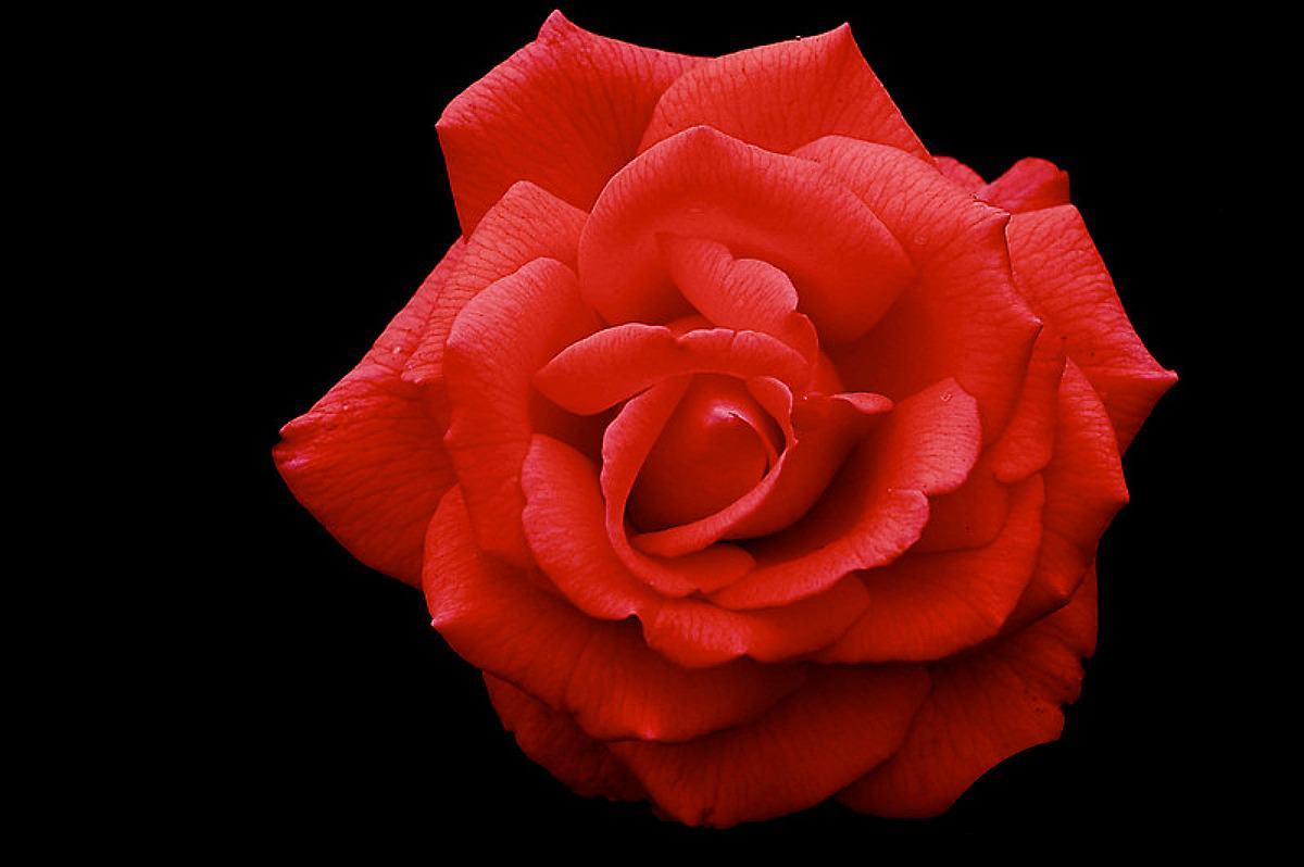 Wallpaper hoa hồng nhung cực đẹp