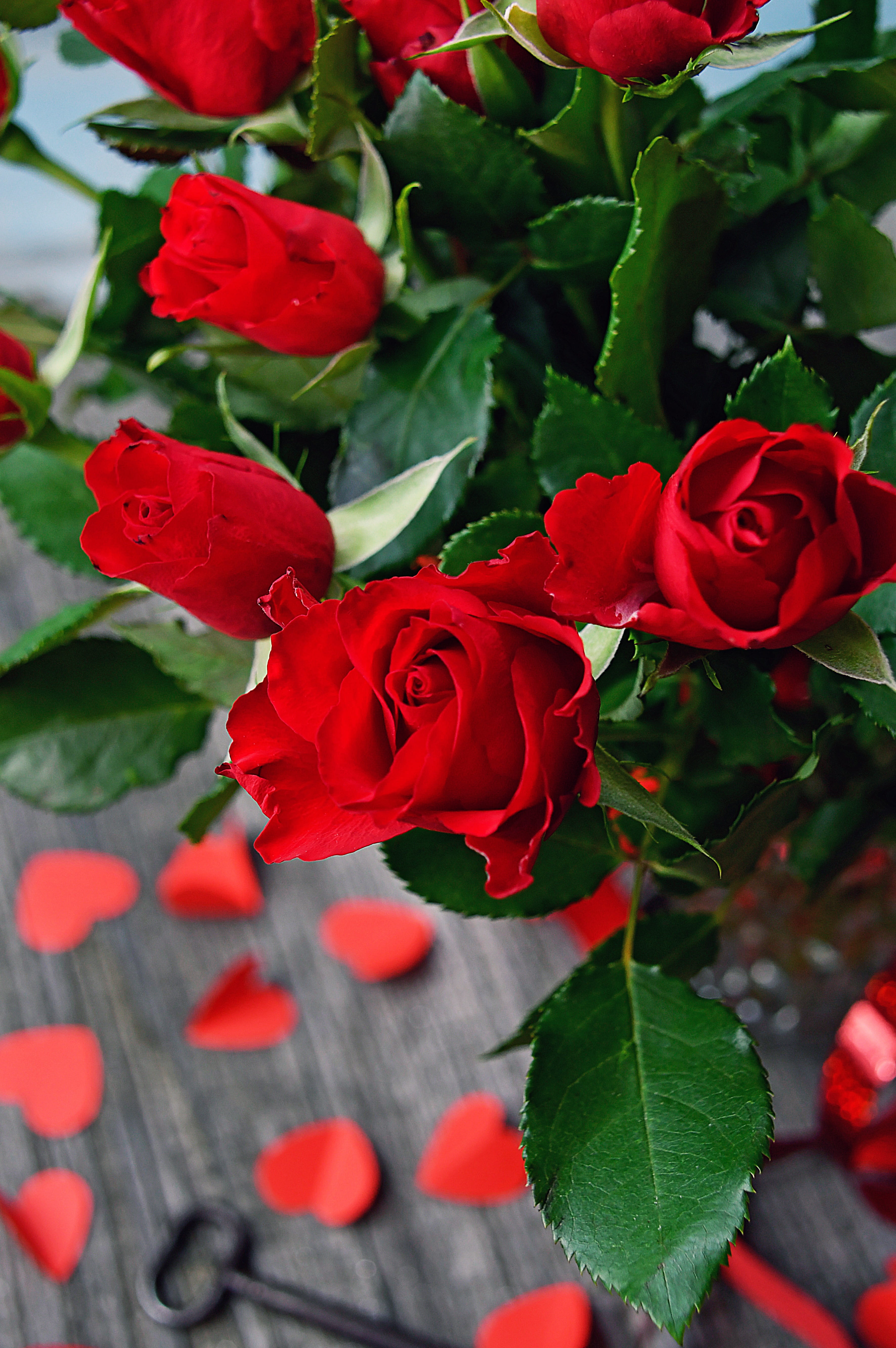 Wallpaper hoa hồng nhung đẹp nhất cho Smartphone